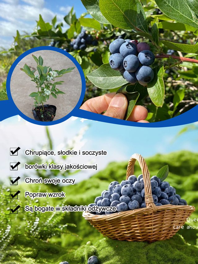 Łatwe w uprawie nasiona borówki o wysokiej wydajności