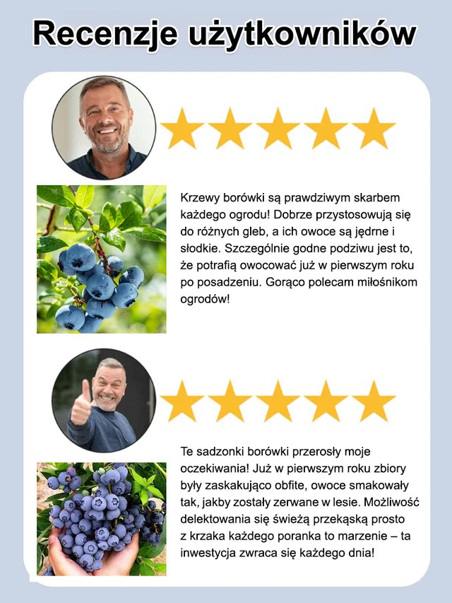 Łatwe w uprawie nasiona borówki o wysokiej wydajności
