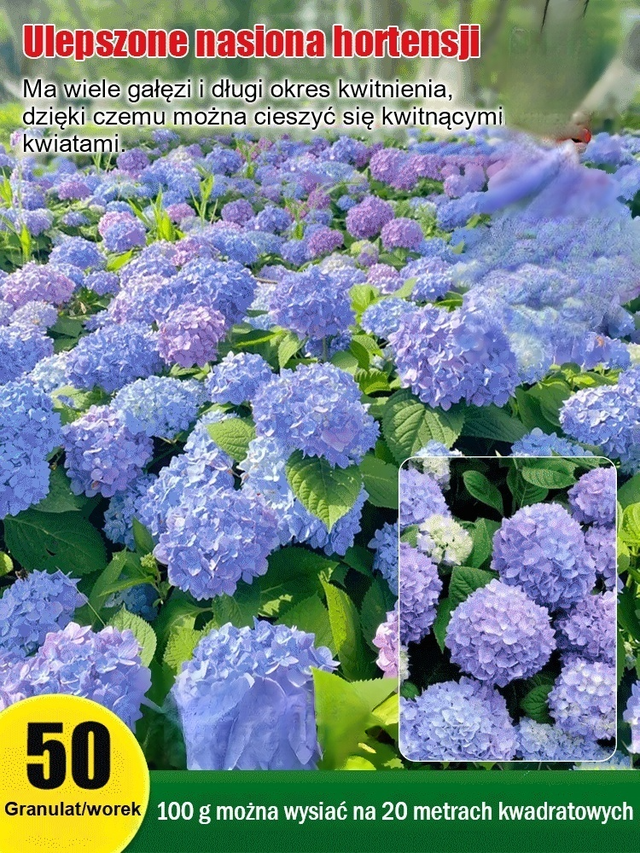 Nasiona hortensji kwitną przez cały rok