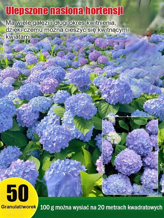Nasiona hortensji kwitną przez cały rok