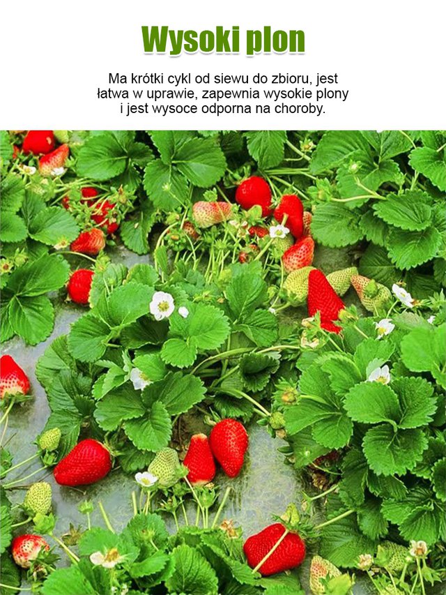 Czterosezonowe nasiona truskawek śmietankowych