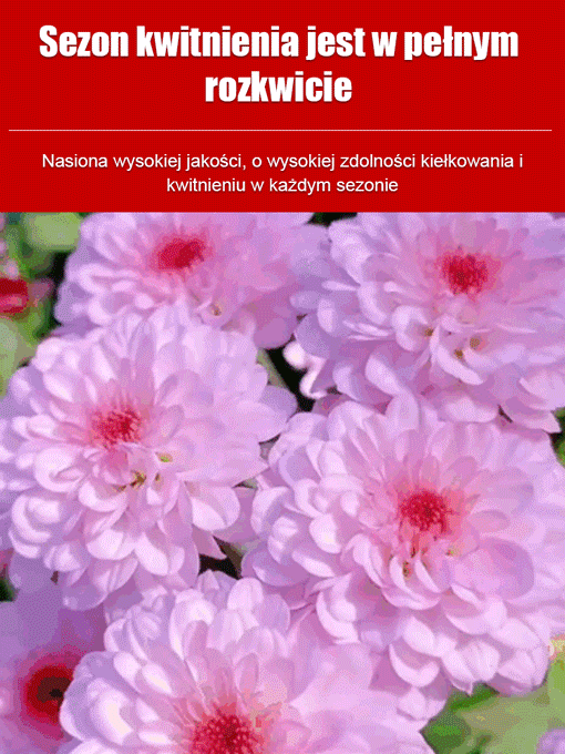 Nasiona złocienia dalmatyńskiego