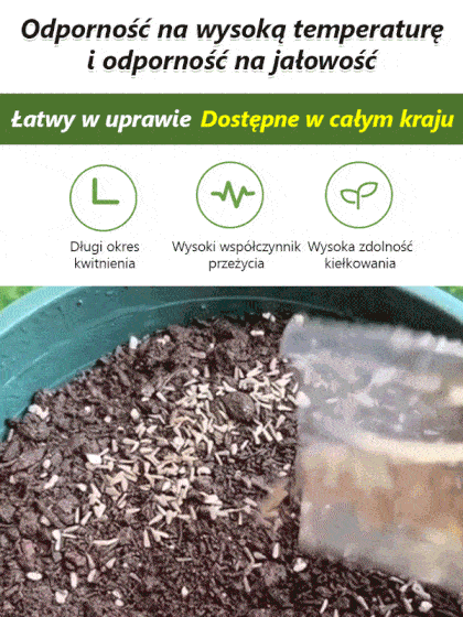 Czteropory Kwitnienia: Wielobarwna Kompozycja Kosmosu