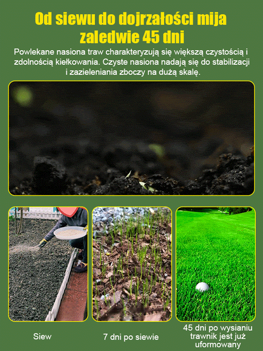 Nasiona trawnika wiecznie zielonego
