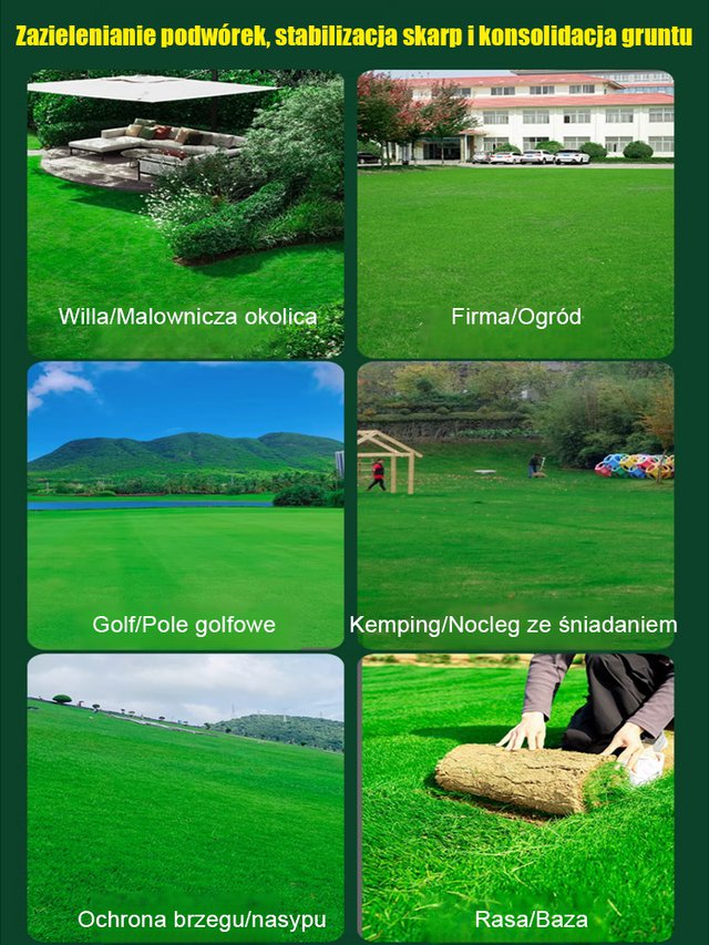 Nasiona trawnika wiecznie zielonego