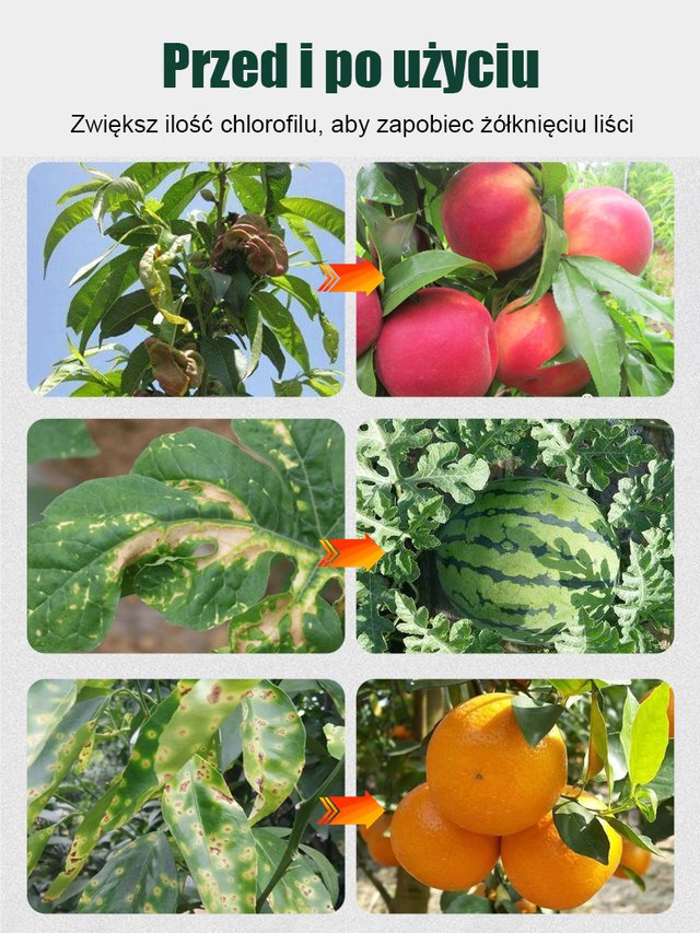 【Rozwój i zazielenienie】Wodorozpuszczalny nawóz chlorofilowy