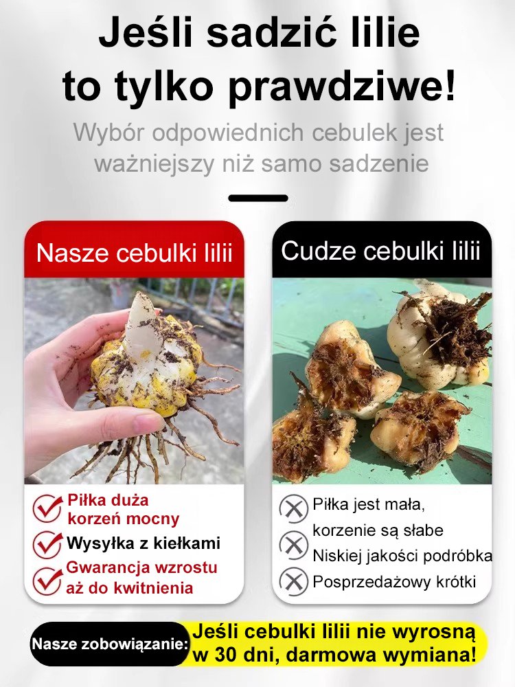 【Bardziej pachnący niż perfumy】Cebulki lilii Four Seasons pachnące na tysiące mil，Kwitnie co roku