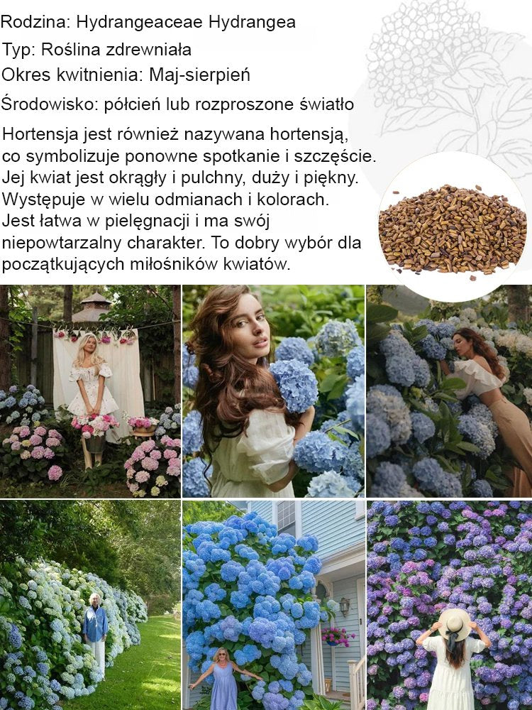 Nasiona hortensji truskawkowej Four Seasons Flowering