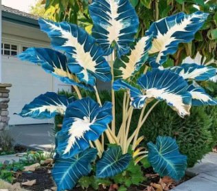 Nasiona ogrodnicze Caladium dostępne w wielu kolorach