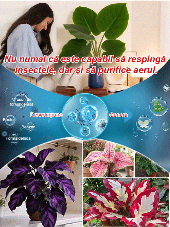 Nasiona ogrodnicze Caladium dostępne w wielu kolorach