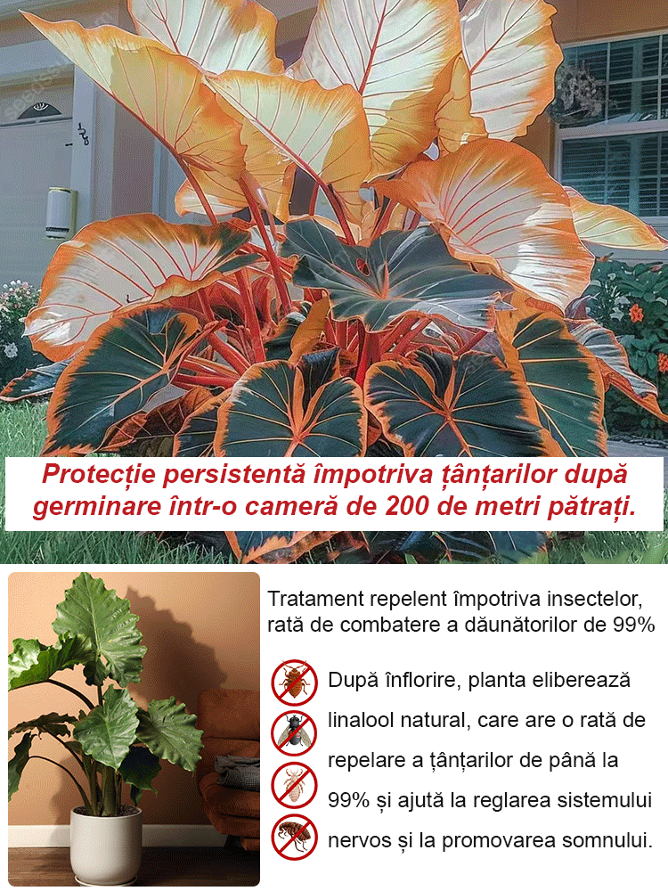 Nasiona ogrodnicze Caladium dostępne w wielu kolorach