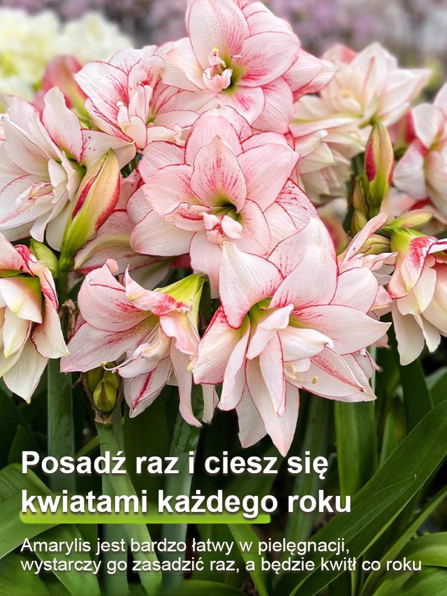 Silnie pachnące, całoroczne, kwitnące cebule amarylisów