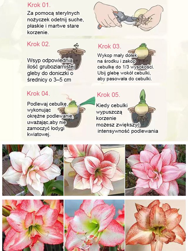 Silnie pachnące, całoroczne, kwitnące cebule amarylisów