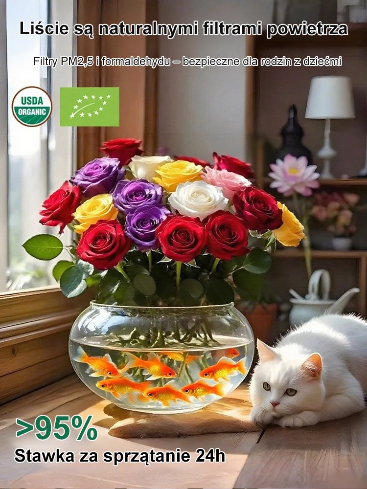 【Kwitnienie przez 300 dni】Odmiana róż do hydroponii o intensywnym zapachu