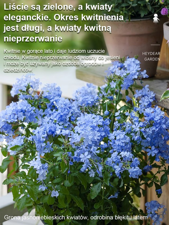 [Pachnące przez tysiące mil] Nasiona pnącza o czterech sezonach kwitnienia: niebieski kwiat śniegu