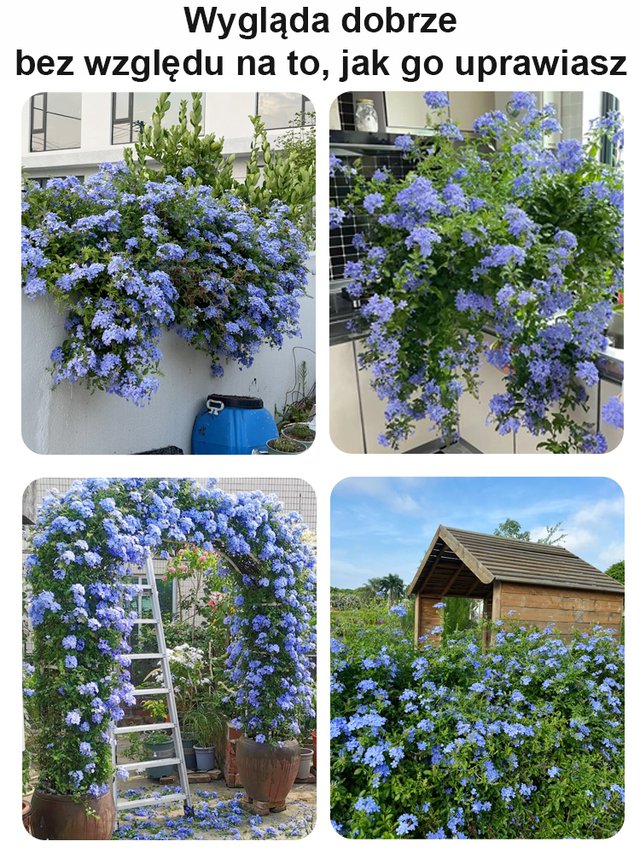 [Pachnące przez tysiące mil] Nasiona pnącza o czterech sezonach kwitnienia: niebieski kwiat śniegu