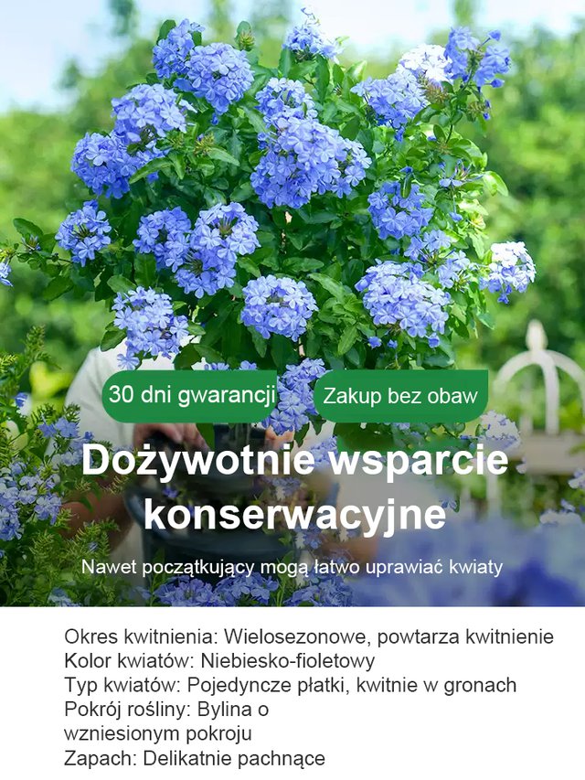 [Pachnące przez tysiące mil] Nasiona pnącza o czterech sezonach kwitnienia: niebieski kwiat śniegu
