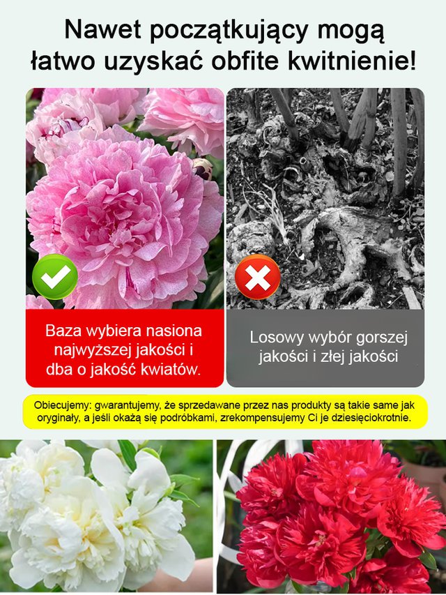 [Nasiona piwonii dwupłatkowej] Jedno nasiono, morze kwiatów