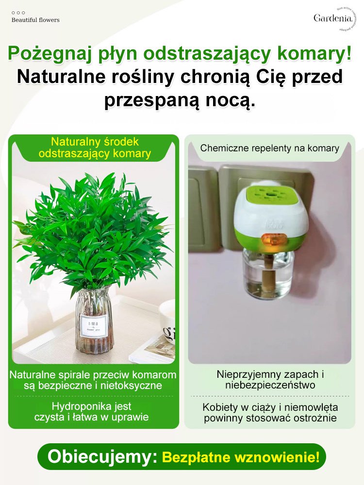 【Wystarczy woda, by żyć】Odstraszanie komarów | Oczyszczanie powietrza | Nasiona bambusa i cyprysu