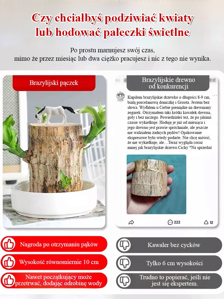 【Gdy napotka wodę, ożywa】Czteropory roku kwitnąca hydroponiczna brazylijska szczęśliwa roślina