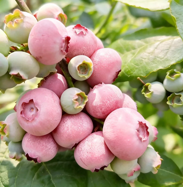 🍃 Séria Heirloom Manor: Sada 13 vybraných ovocných semienok (bez GMO) 🌳 – Najpredávanejší produkt-SK