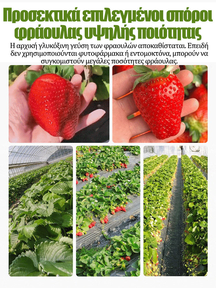 Κρεμοσπόροι φραουλάς τεσσάρων εποχών-GR 