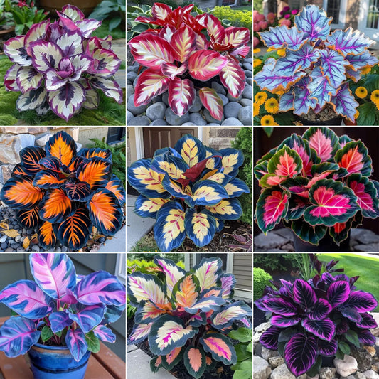 🌿 Kolorowe nasiona funkii – król cienia w ogrodzie! 🌿