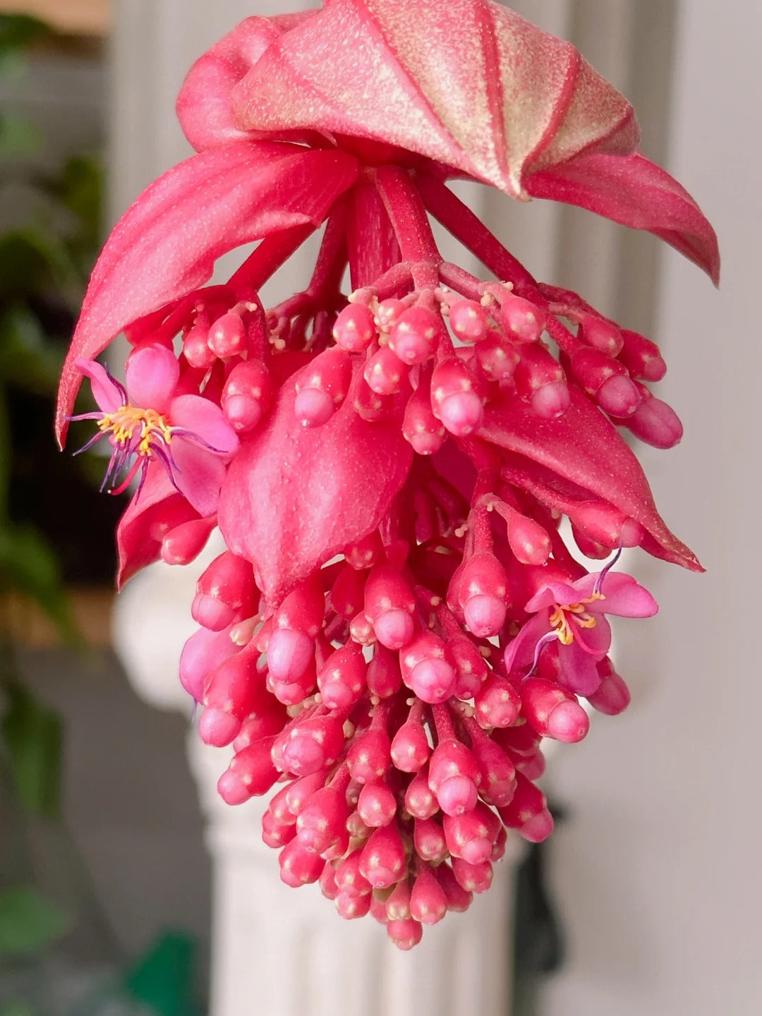 Nasiona winogron różanych – wyhoduj królową kwiatów w swoim ogrodzie