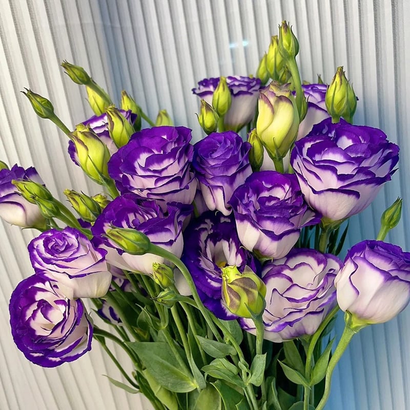 🔥Posledný deň predaja💝Eustoma beztŕňová ruža💐Semená Lisianthus-SK