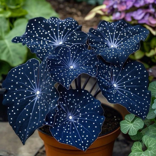 🌟Naktinė mėlynoji hosta – nuostabus jūsų namų papildymas! 🌟-LT