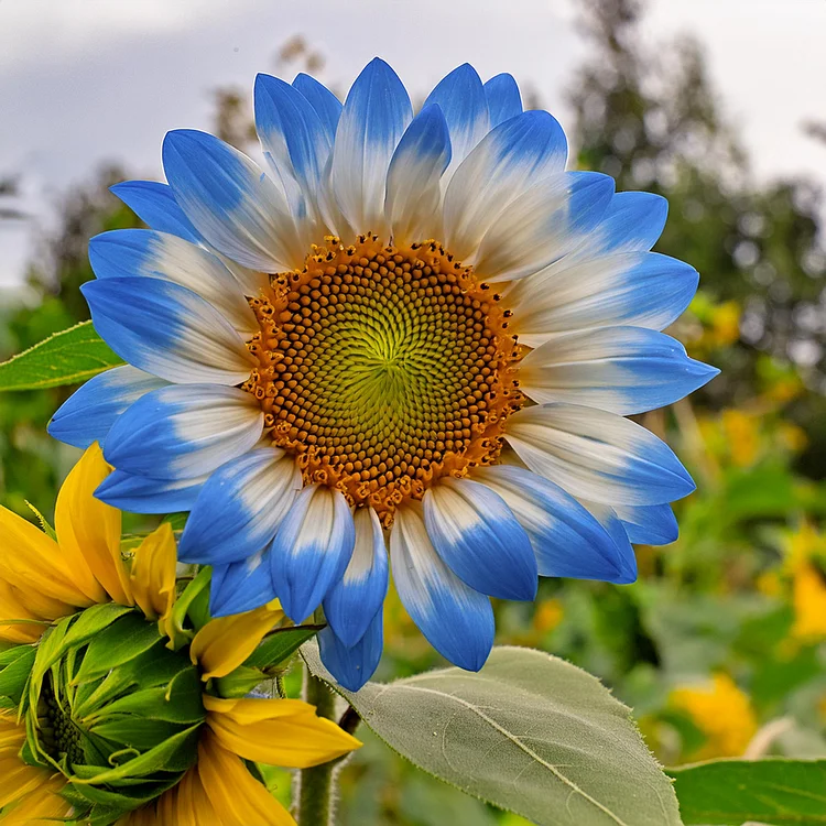 Nasiona słonecznika Midnight Blaze