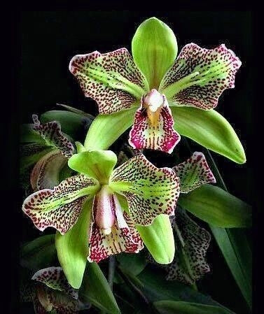 Nasiona motyla irysa