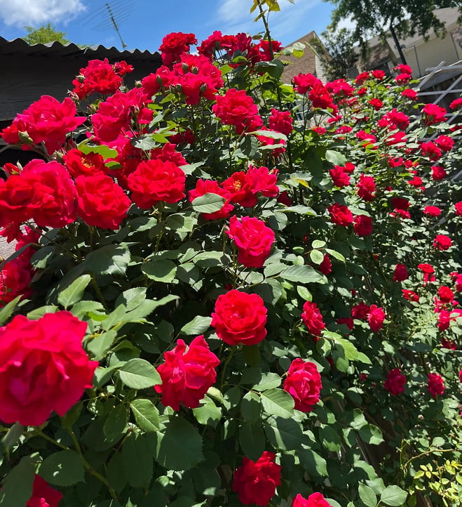 🌺 Laipiojančios rožių sėklos-LT