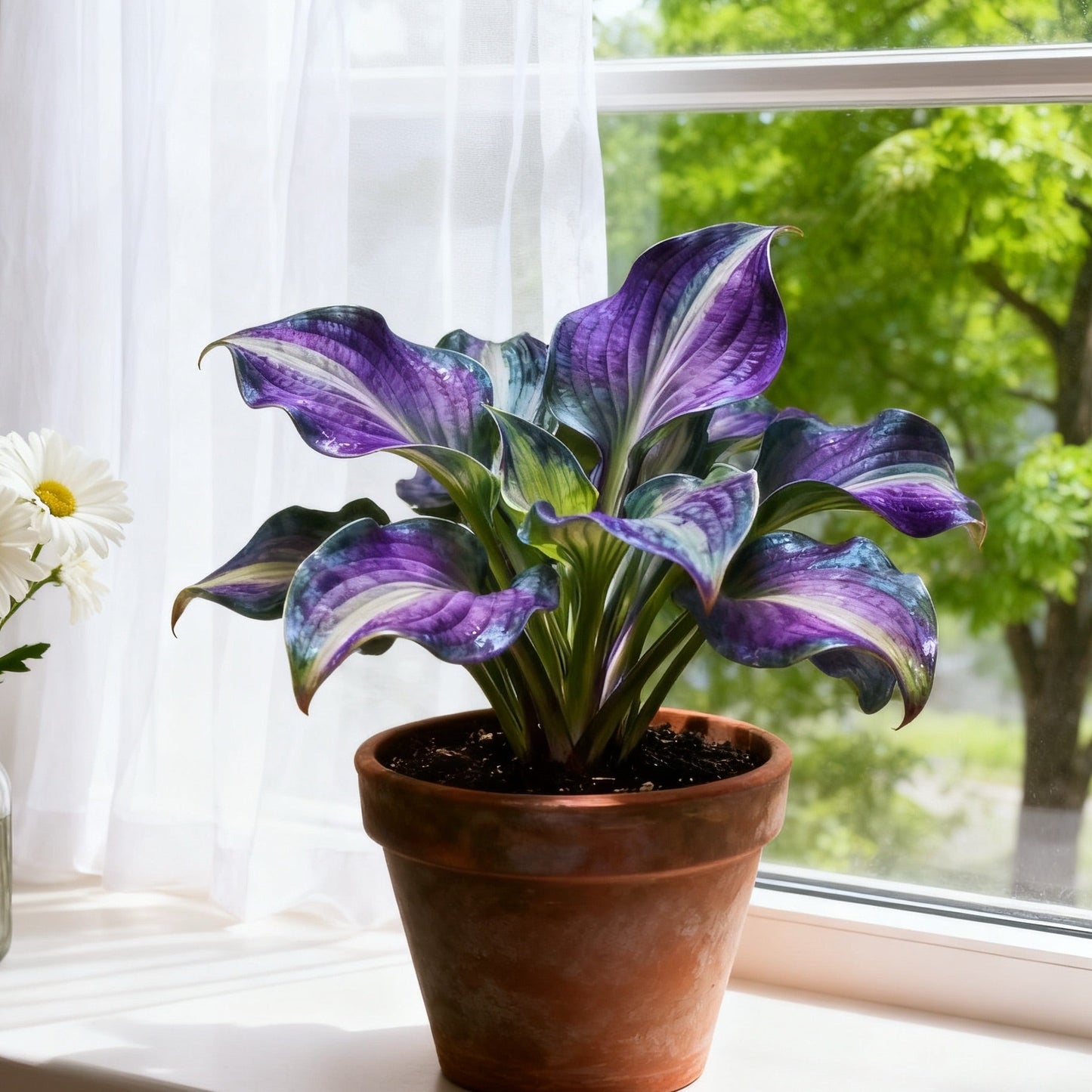 🌼 Vegyes hosta magvak: Egy színfolt minden évszakhoz