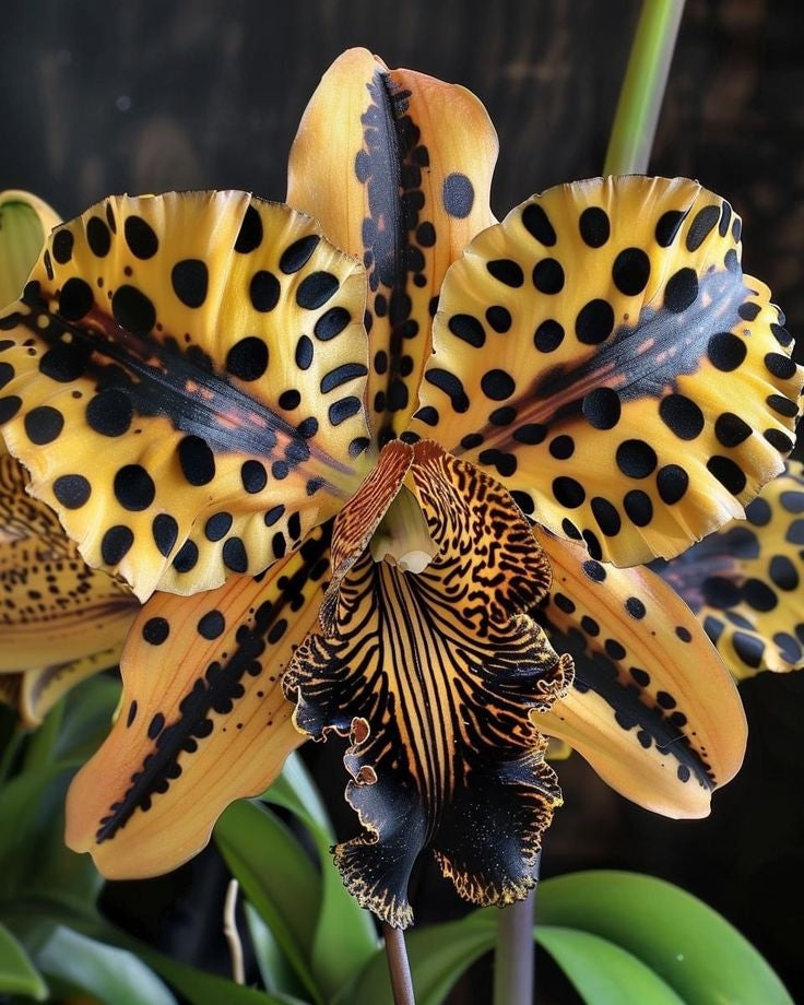 Nasiona motyla irysa