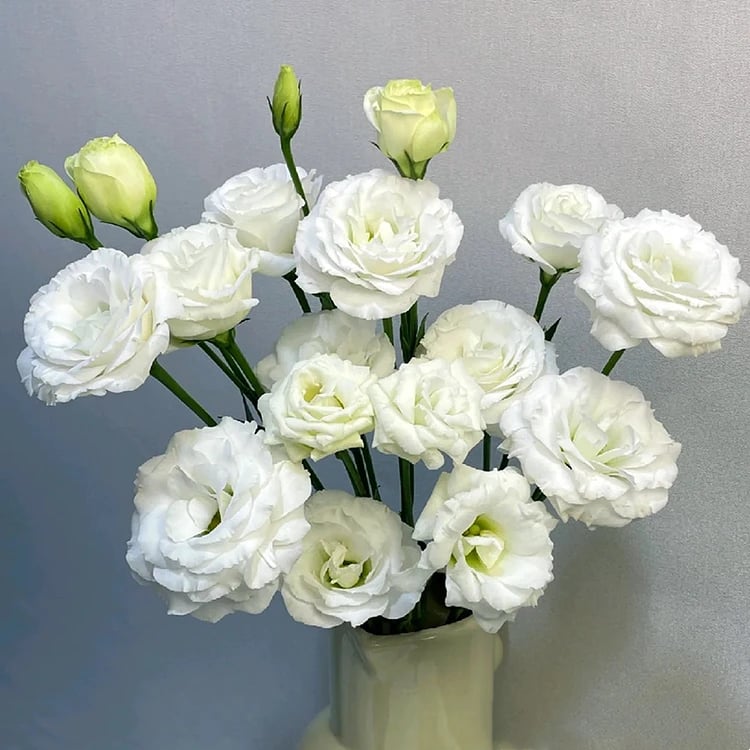 🔥Posledný deň predaja💝Eustoma beztŕňová ruža💐Semená Lisianthus-SK
