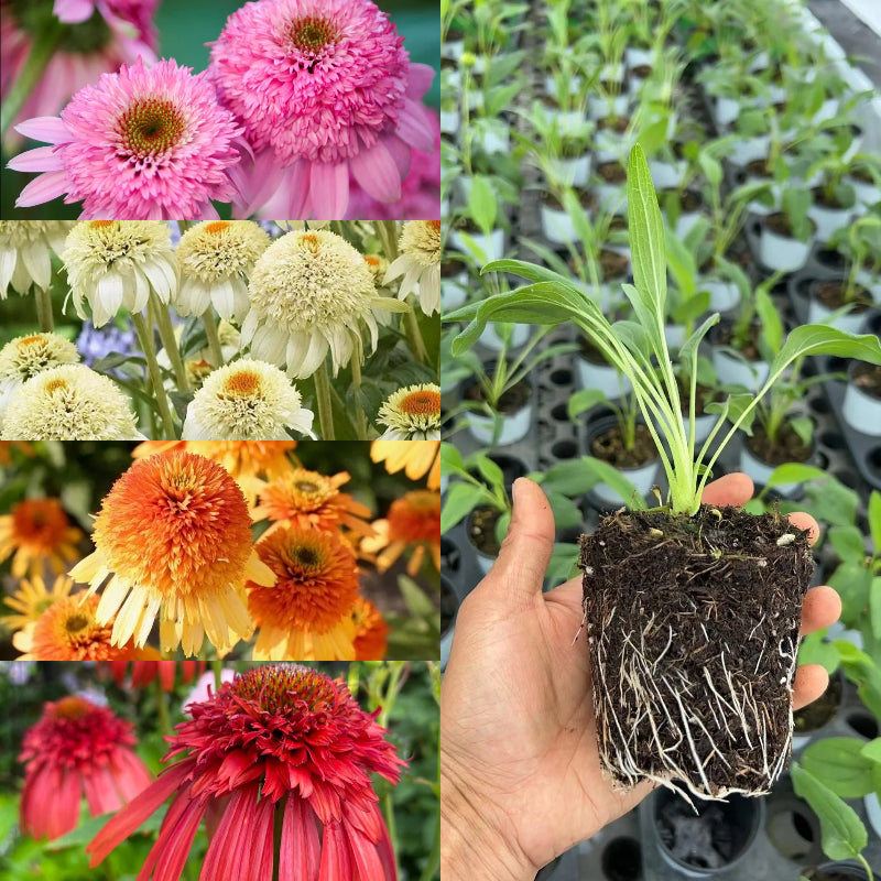 Kasvirág magok