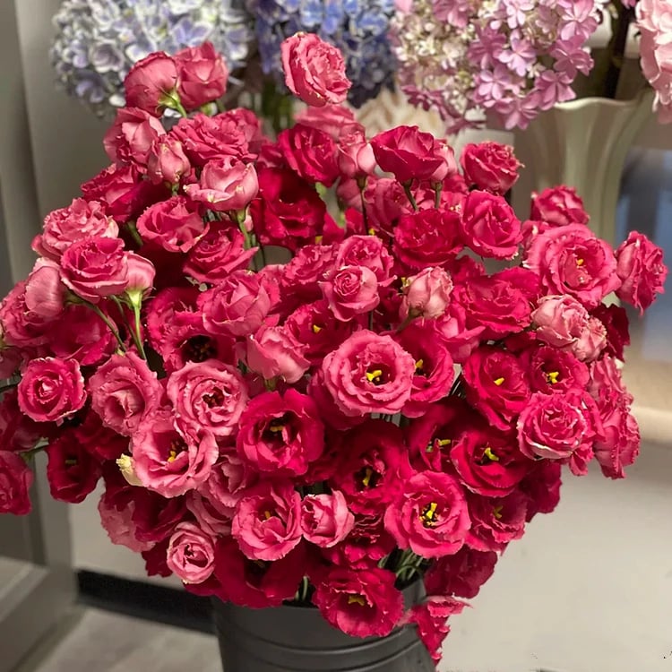 🔥Posledný deň predaja💝Eustoma beztŕňová ruža💐Semená Lisianthus-SK