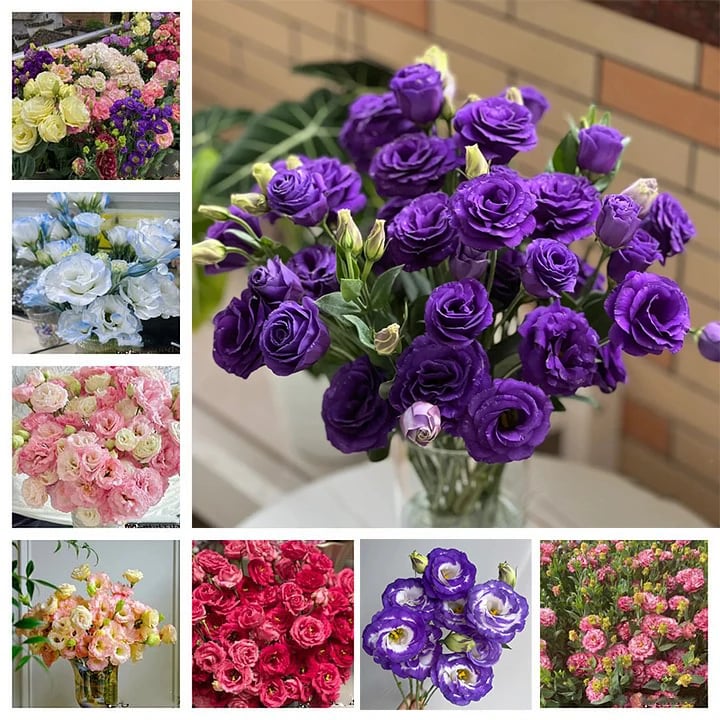 🔥Paskutinė išpardavimo diena💝Eustoma bespygliuočių rožė💐Lisianthus sėklos-LT