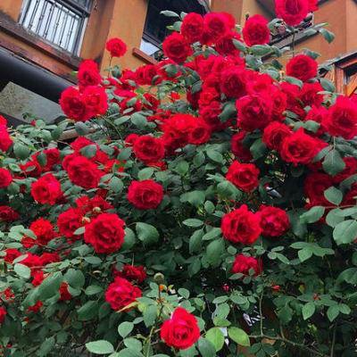 Las semillas de rosa florecen todo el año.