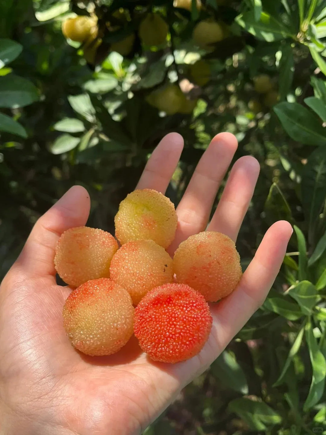 Olbrzymia jagoda laurowa：Wielkość piłeczki do ping-ponga, ⭐Smak połączenia truskawek i wiśni