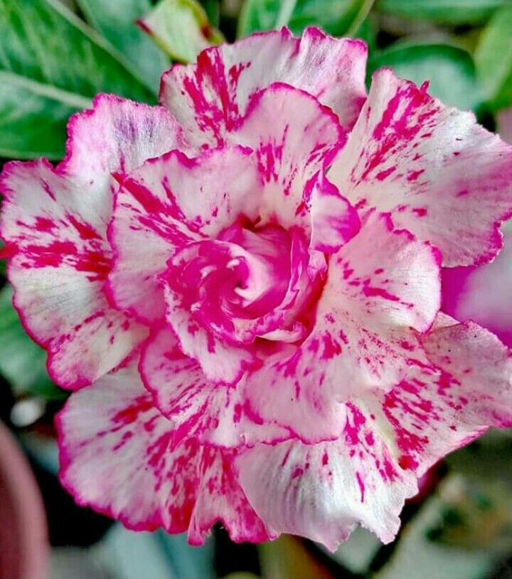 🔥Wyhoduj Królową Pustyni – teraz w obniżonej cenie!🎁 😍Uwielbia kwitnąć, długi okres kwitnienia 🌵 Róża Pustyni