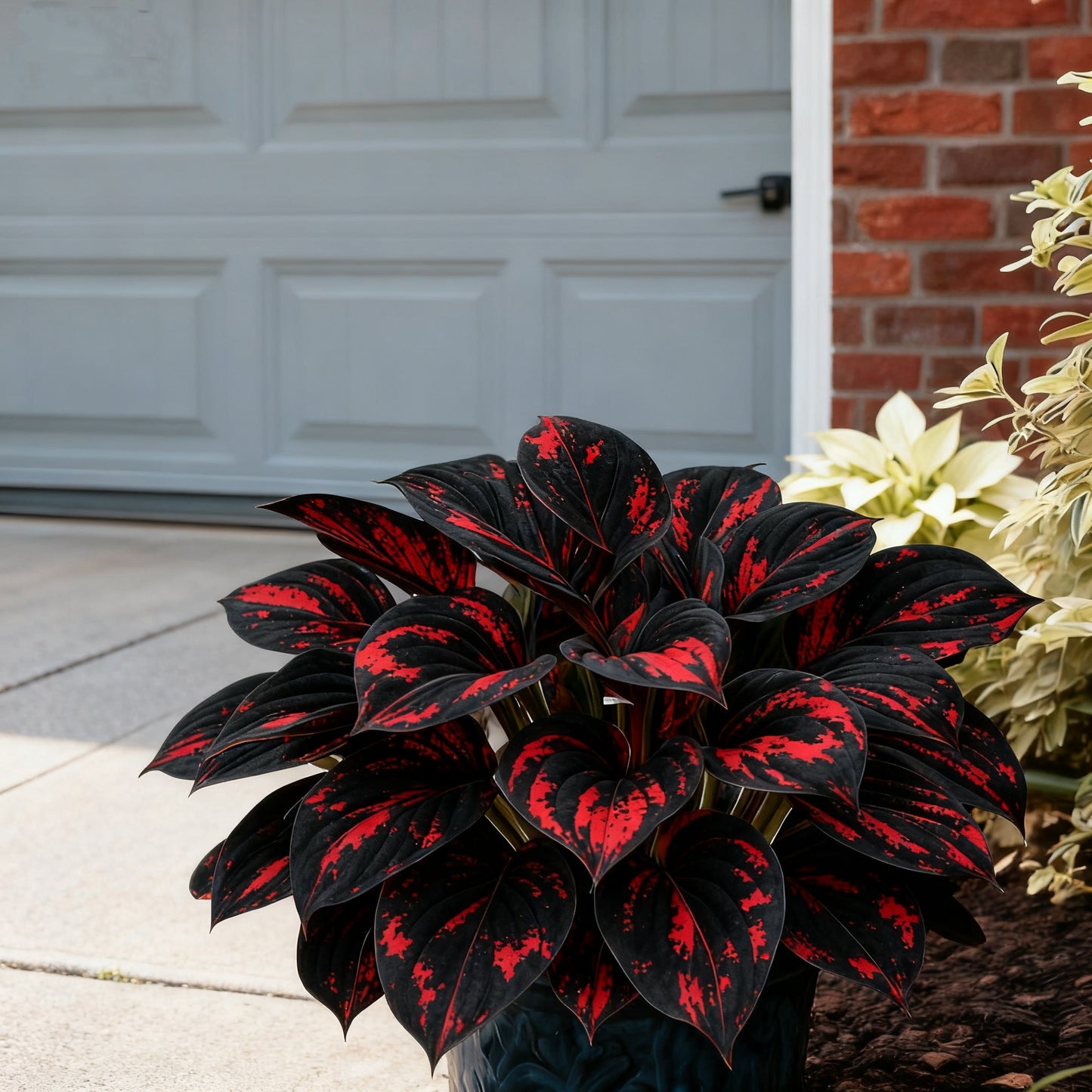 🌈🔥 Limitowana edycja host Rainbow Flame – rzadkie wielokolorowe liście, dostępne wyłącznie w naszym sklepie 🌸