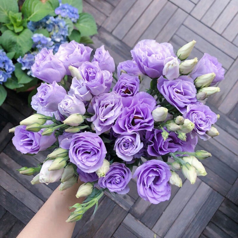 🔥Paskutinė išpardavimo diena💝Eustoma bespygliuočių rožė💐Lisianthus sėklos-LT