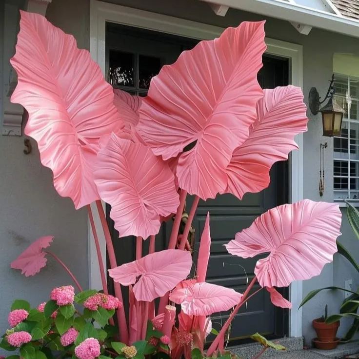 Cebule Alokazji Północnoszafirowej – Olbrzymie🍃Odmień swoją przestrzeń dzięki tropikalnemu majestatowi