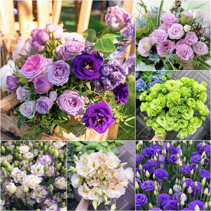🔥Posledný deň predaja💝Eustoma beztŕňová ruža💐Semená Lisianthus-SK