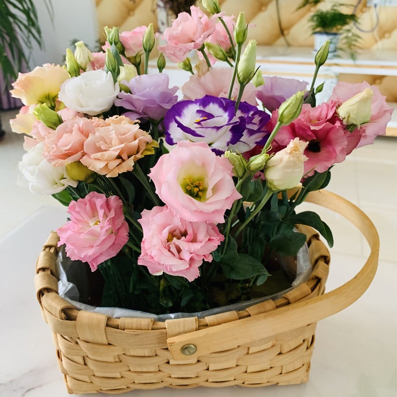 🔥Posledný deň predaja💝Eustoma beztŕňová ruža💐Semená Lisianthus-SK
