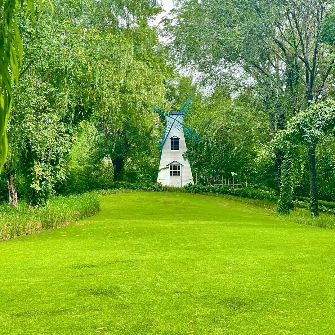 🌱 Four Seasons örökzöld törpefű magok | Hozd létre a tökéletes gyepedet itt kezdve!