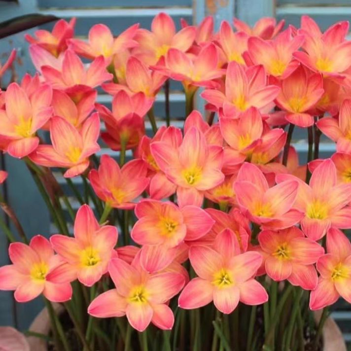 Cebule orchidei deszczowej – kwitną po kolejnym deszczu