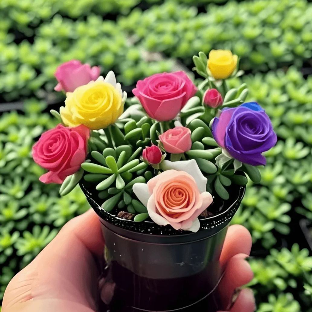 Cebule storczyka różanego o podwójnych kwiatach – odporne na zimno i pachnące